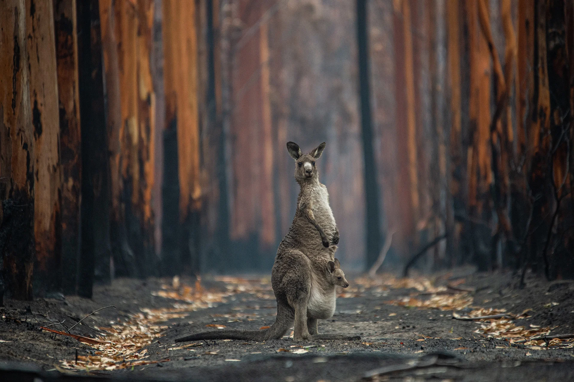 An Eastern grey kangaroo and her joey who survived the forest fires in Mallacoota, Australia. Photo Credit: Jo-Anne McArthur/We Animals Media