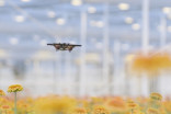 Dutch firm uses drones to protect crops from pesky critters