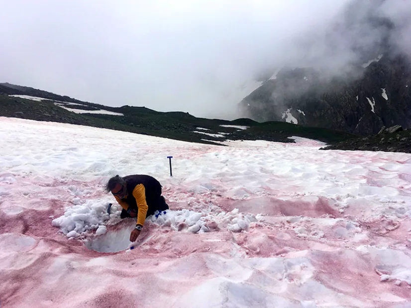 'Glacier blood' being studied by scientists to understand climate change