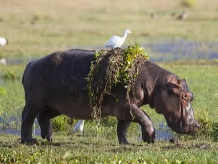 Les éclipses provoquent des comportements bizarres chez les animaux