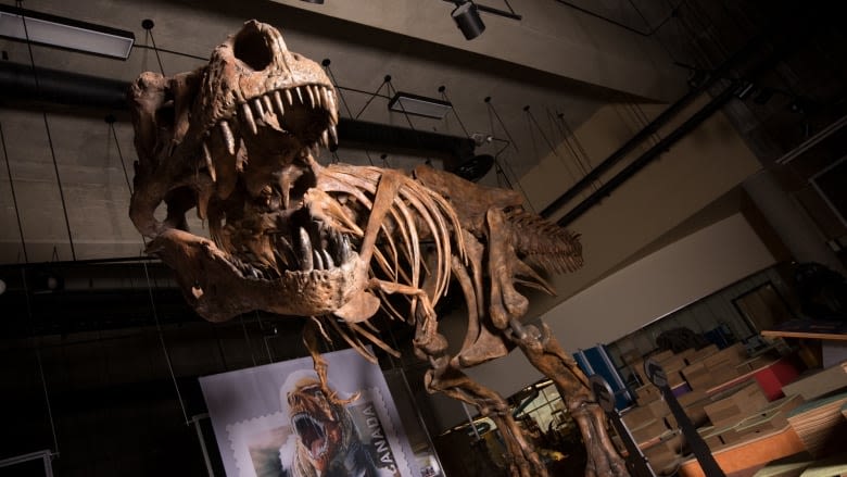 Canadian T-rex 'Scotty' takes title for biggest ever found