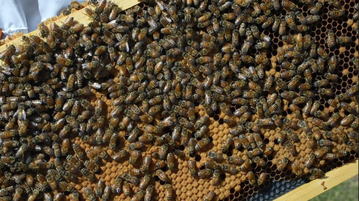 honey-bees/Luke Ettinger/CBC)