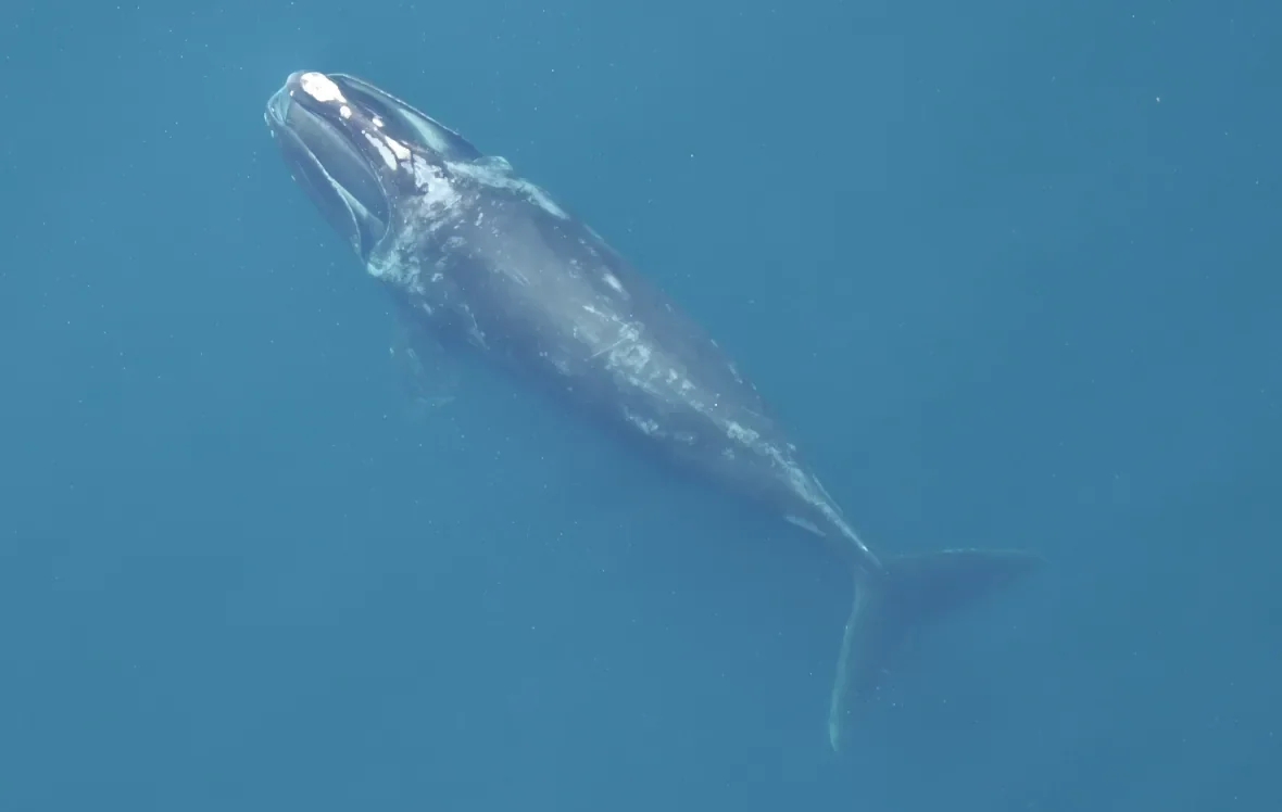 jedi-the-north-atlantic-right-whale/New England Aquarium under NOAA research permit #19674 via CBC