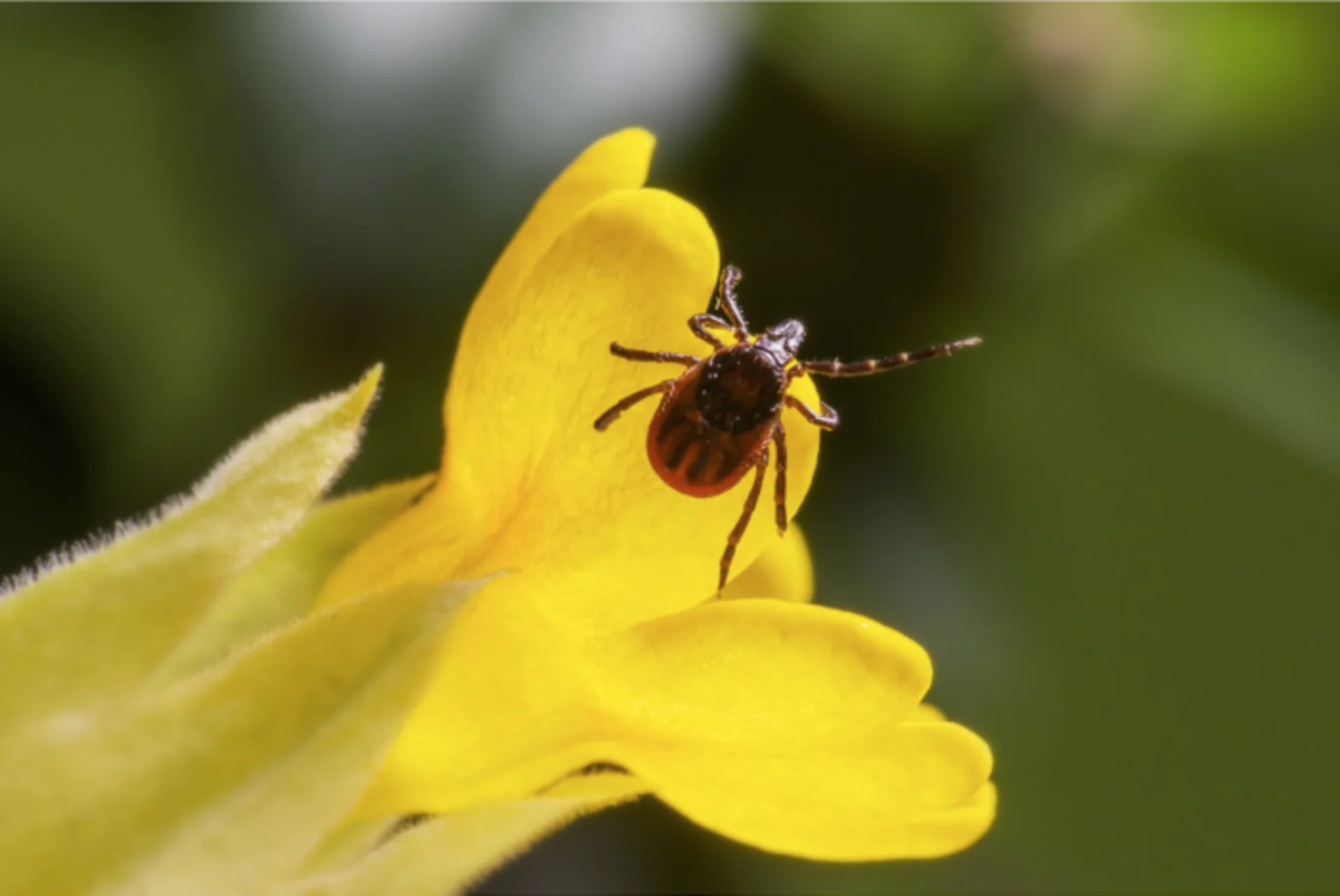 GETTY IMAGES: tick on yellow flower