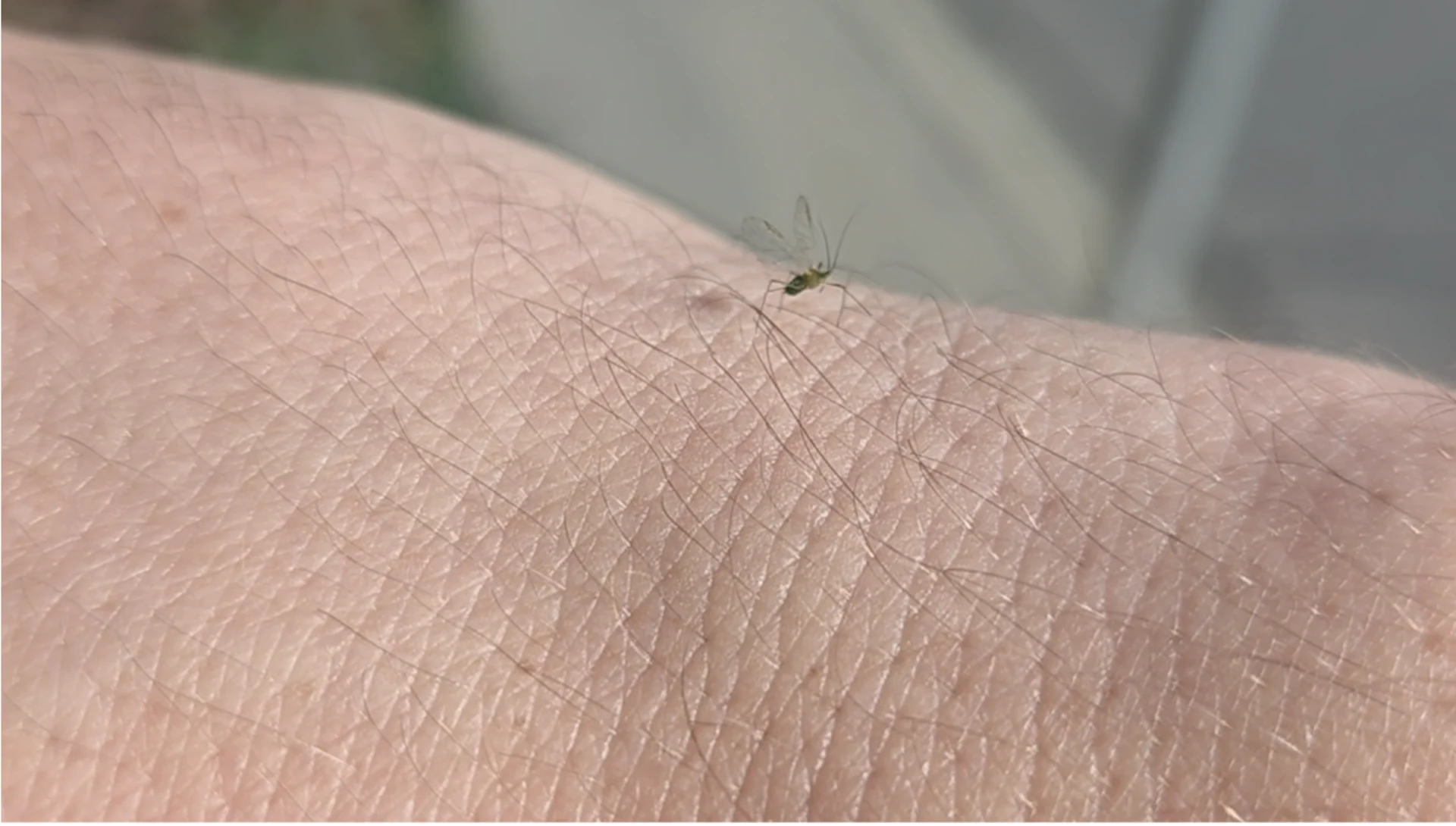 Connor O’Donovan | This aphid is ready to take flight, but its recent ancestors likely didn’t have wings at all. After “stem mothers” hatch in late spring, they eventually stop producing winged babies so their offspring can focus on feeding locally.