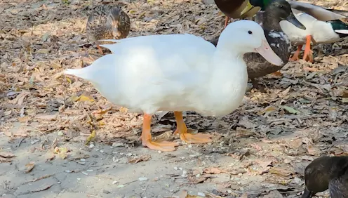 Ducks in Little Etobicoke Creek in Mississauga/Marta Czurylowicz/TWN
