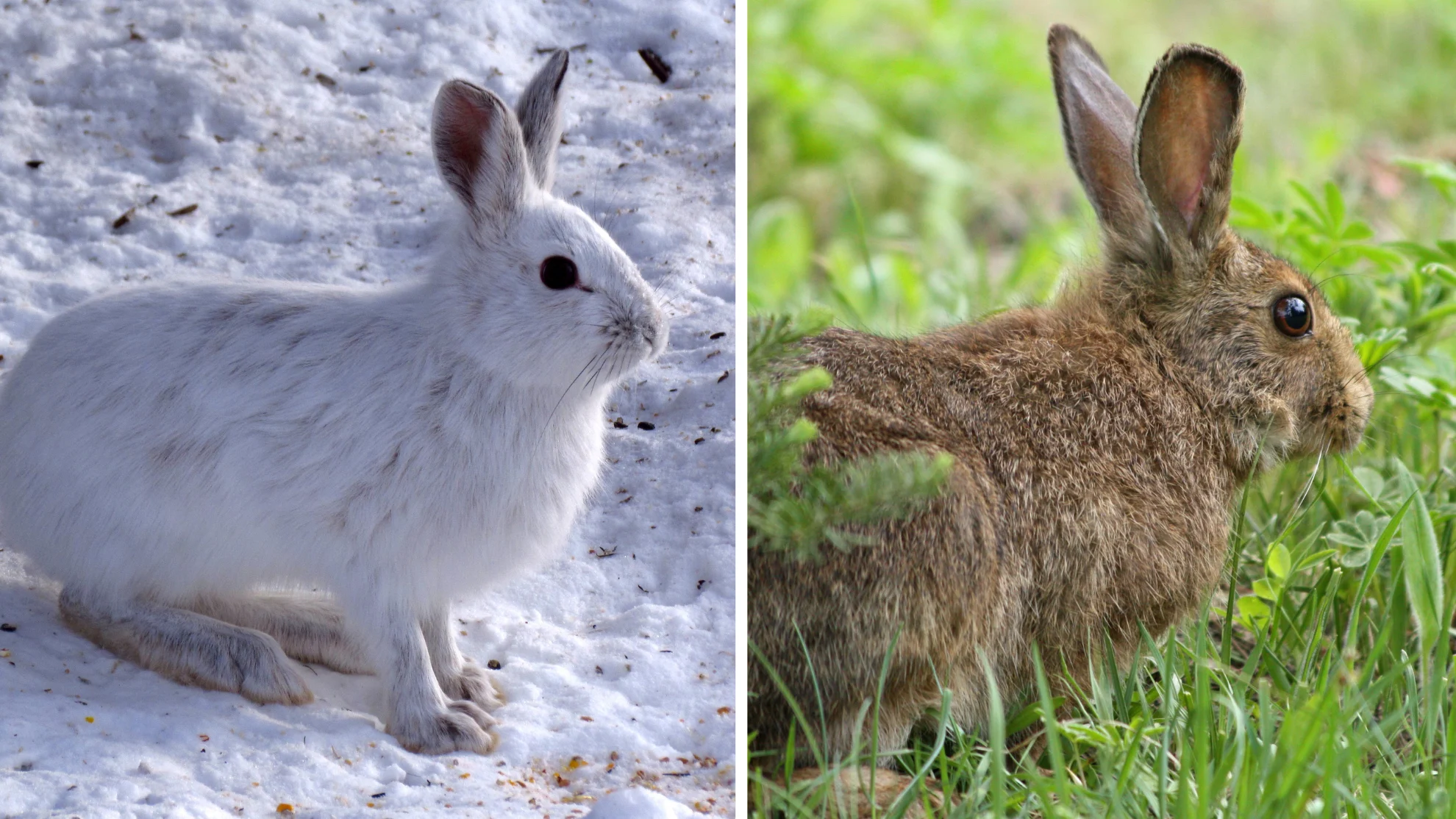 WIKIPEDIA - snowshoe hare