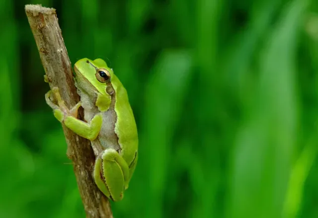 World's biggest frogs are so strong they move heavy rocks to build their  own ponds