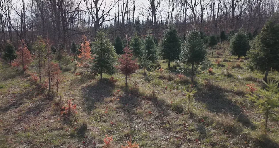 CBC - NB Christmas tree farm - Michael Heenan