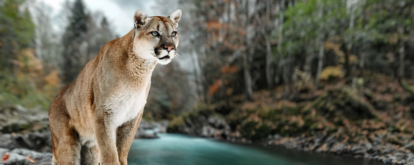 L'existence du puma influence 485 autres espèces