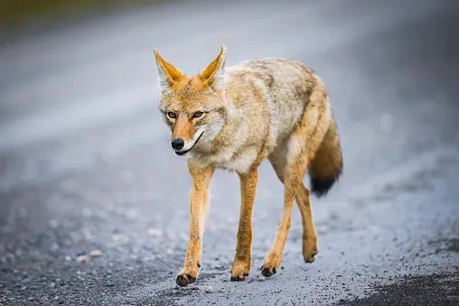 getty coyote on road