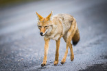 Ontario man sues city over 'aggressive coyotes'