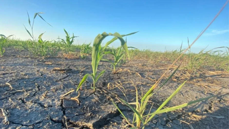 Manitoba municipality in state of agricultural disaster due to drought, heat 