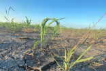Manitoba municipality in state of agricultural disaster due to drought, heat 