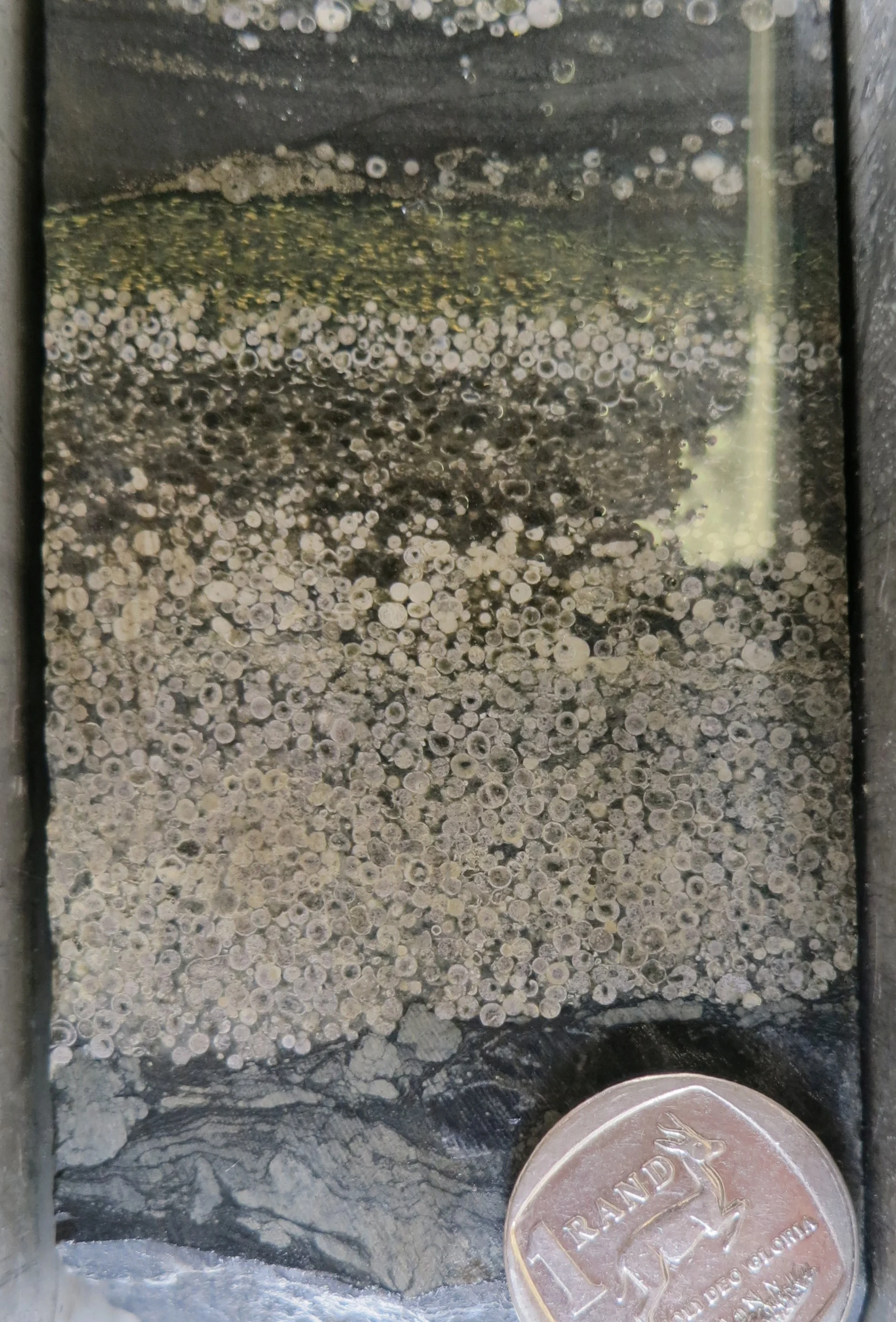 REUTERS: Small spherules – spherical pieces of rock formed following a meteorite impact – are seen in rock from a region called the Barberton Greenstone Belt in northeastern South Africa in this undated photograph. The region bears evidence of a huge meteorite impact on Earth dating back to about 3.26 billion years ago. Nadja Drabon/Handout via REUTERS