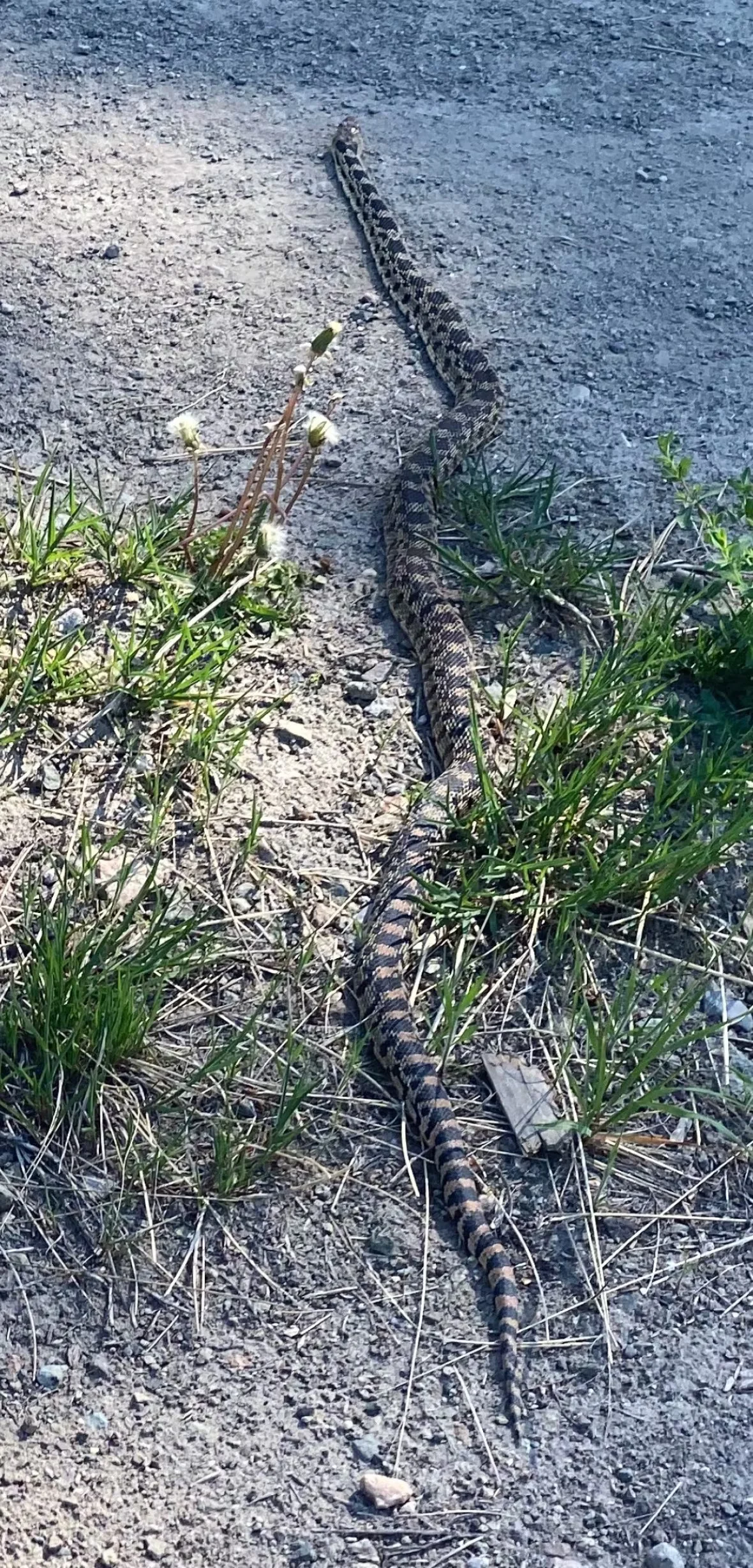 CBC: A Great Basin gopher snake spotted in the Glenmore neighbourhood of Kelowna on May 14. (Karen Olsson/Facebook)