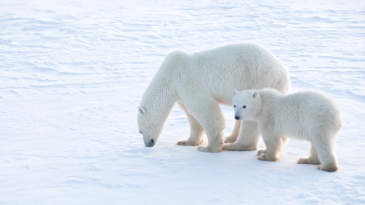 Polar bears/B.J. Kirschhoffer/Polar Bear International/Submitted to The Weather Network