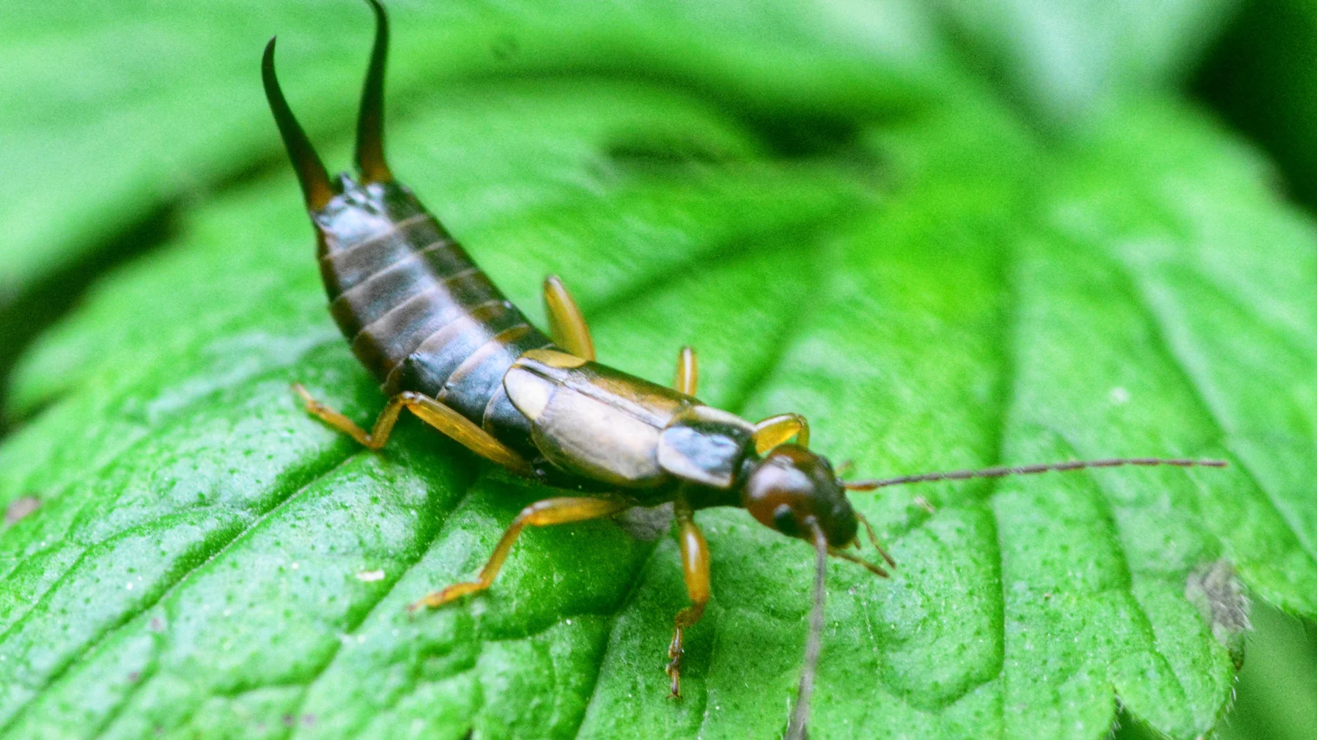 Earwigs in your home? Here's how to get them out