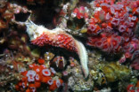 Scientists zone in on cause of sea star wasting syndrome