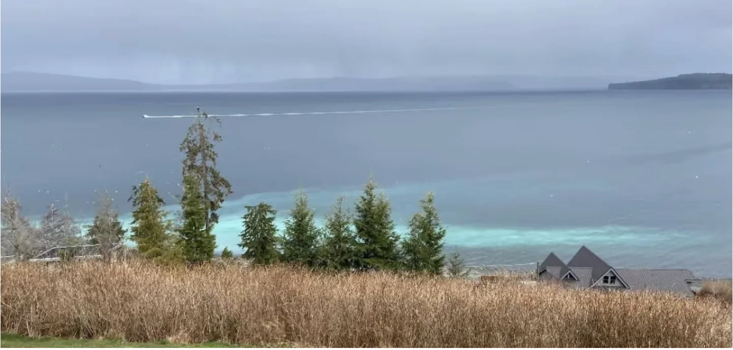 CBC: A herring spawn has changed the colour of the ocean off the coast of Port McNeill, B.C. (Stephanie Manke via CBC News)