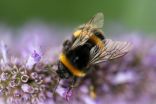 Buzzing with ideas to keep pollinators and plants thriving