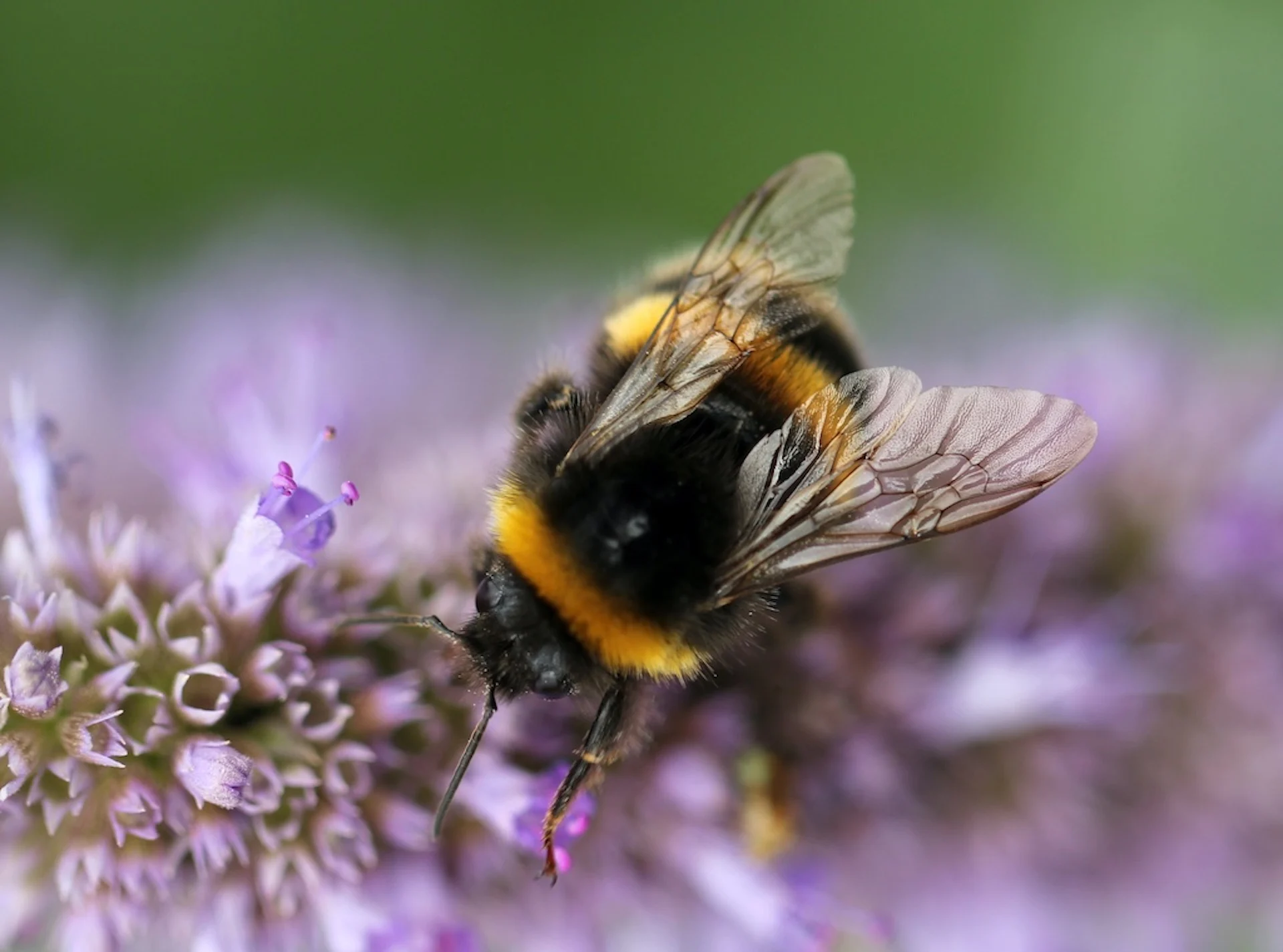 Experts give advice on helping bees in and out of cities