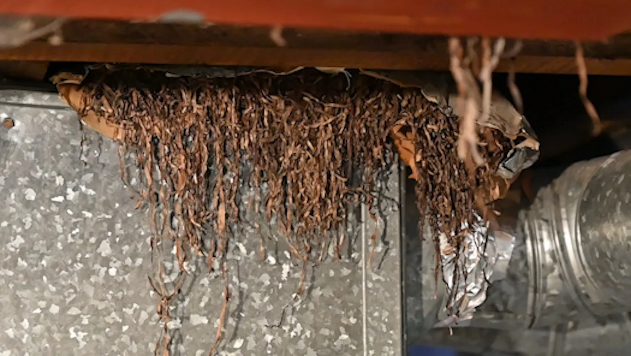Seaweed used as effective home insulator on the East Coast