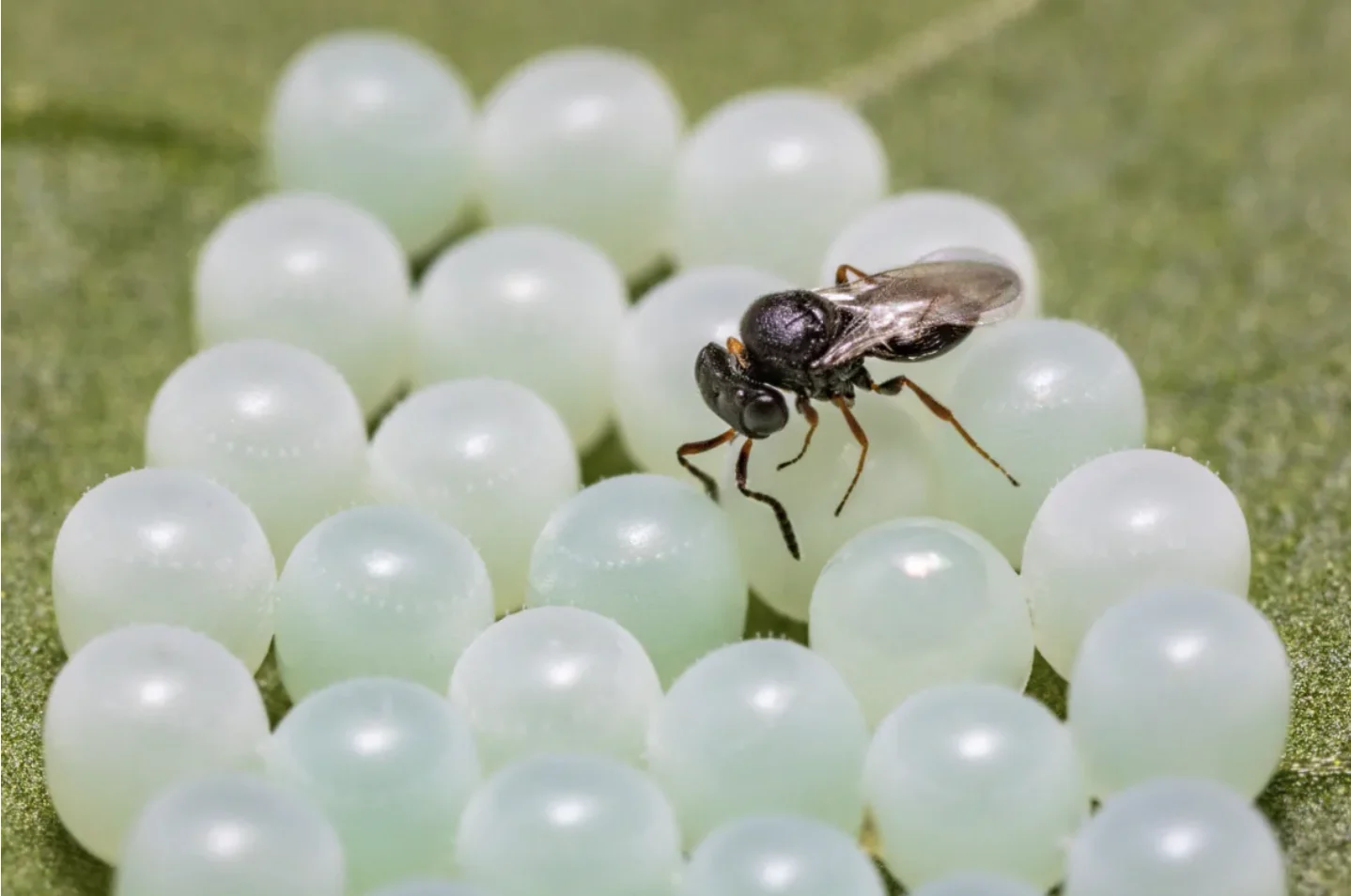 CBC: A samurai wasp inspects brown marmorated stink bug eggs as it prepares to lay its own eggs inside. Researchers in B.C. hope the parasitic wasp can help drive down stink bug populations before the invasive species does greater damage to crops and gardens. (Warren Wong)