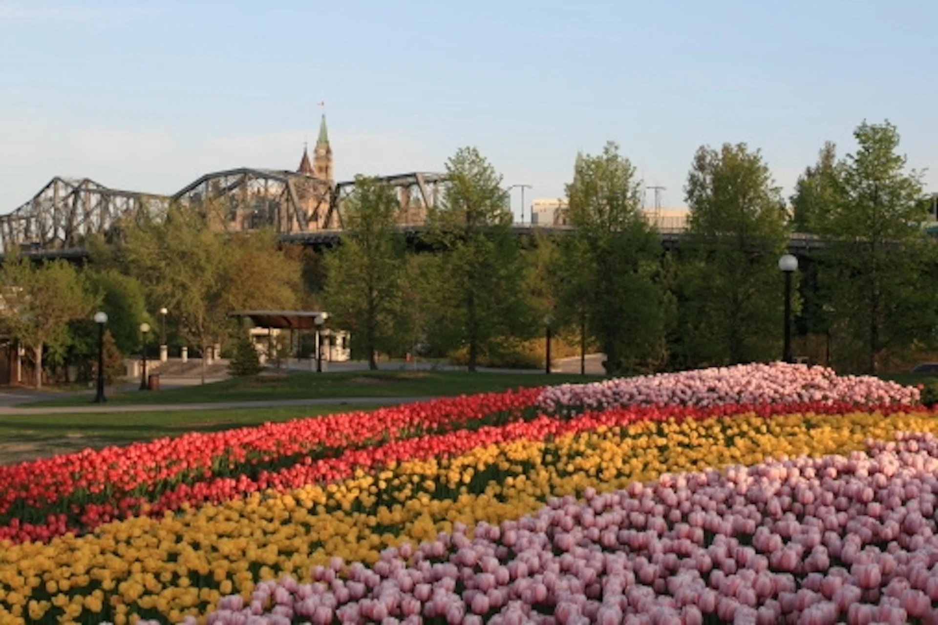 Check out Ottawa's tulip festival earlier rather than later, experts say