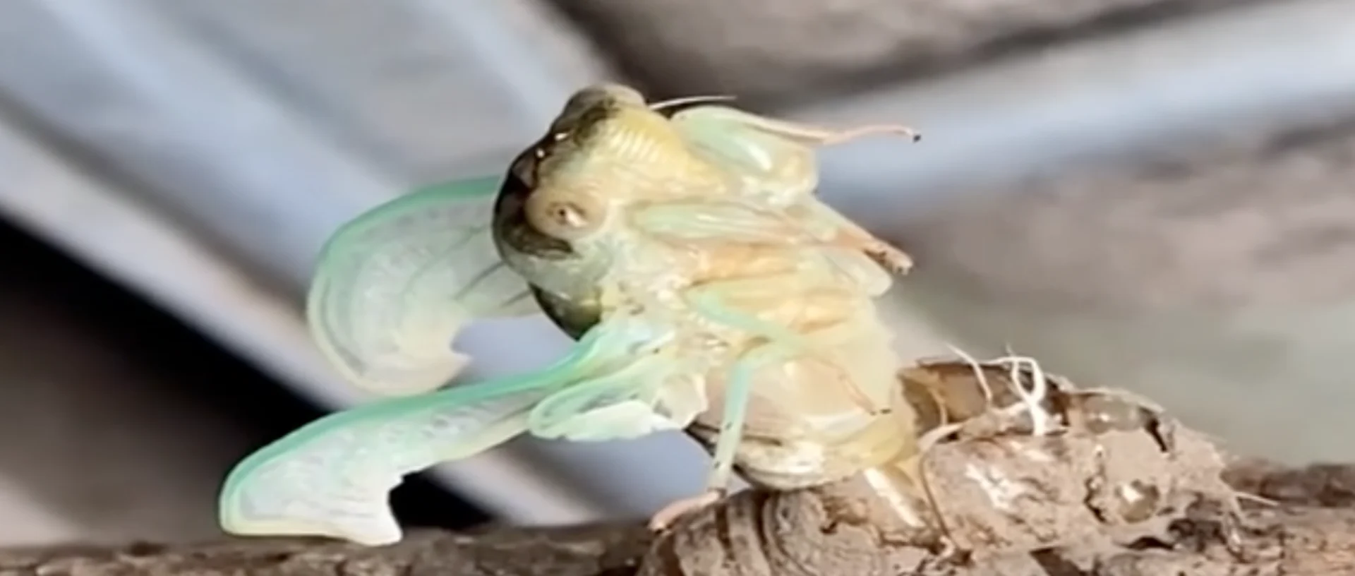 Watch incredible moment as cicada emerges from its exoskeleton