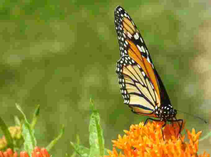 02 monarch - lori broadhead