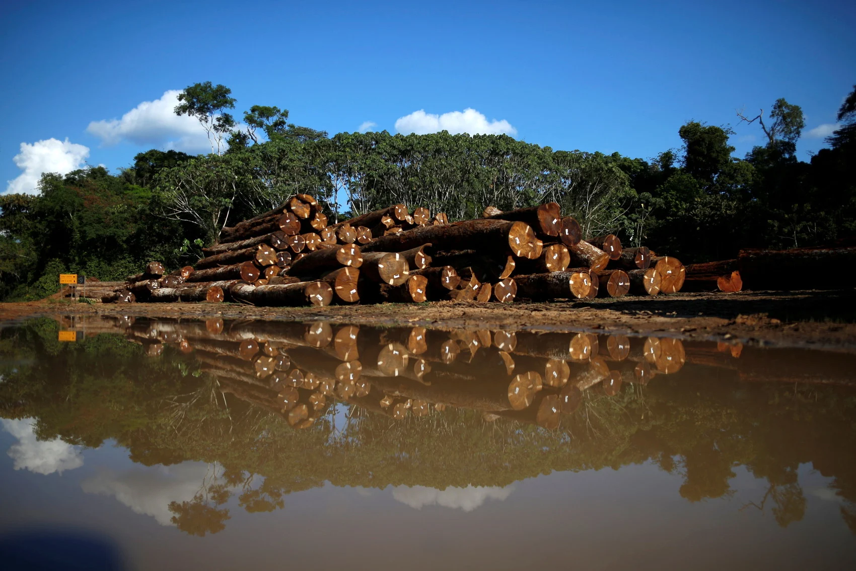 Brazil shuts illegal timber schemes, sheds light on Amazon logging