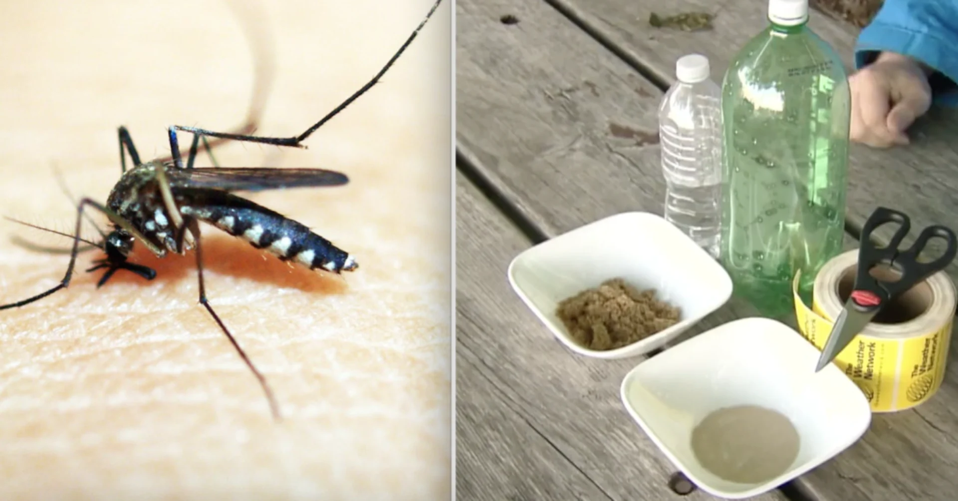 Keep mosquitoes away with this one weird trick