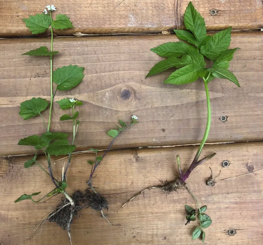 CBC: These garlic mustard (left) and woodland anjelica plants were plucked from Elton's yard last year. Both plants have seen an increase in reports in the province, she said. (Submitted by the New Brunswick Invasive Species Council)