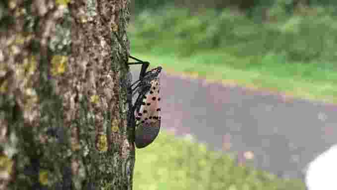 spotted-lanternfly/Courtesy of the Invasive Species Centre via CBC