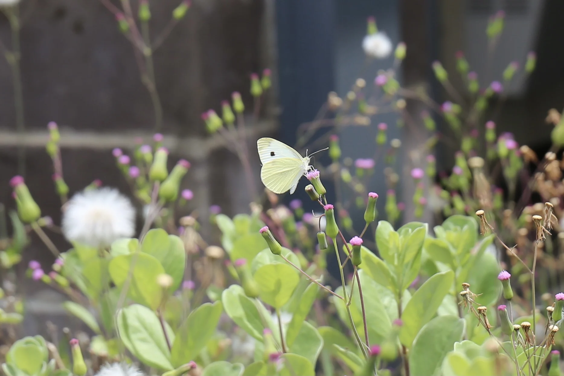 cabbage white butterfly rests on a flower/Michelle Tseng/Submitted