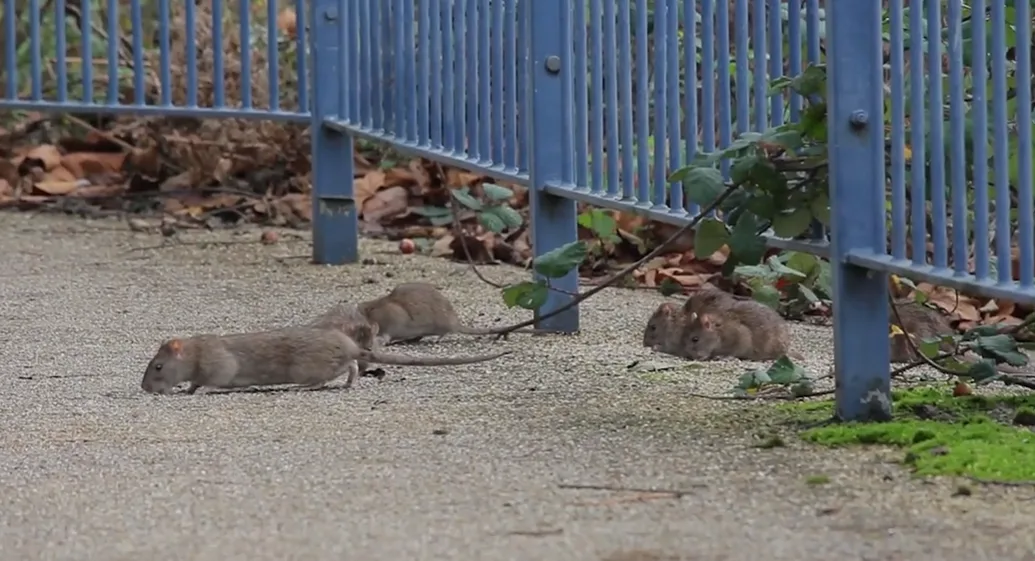 Rats roaming around the corner of a metal fence. (Credit: A shot of wildlife)