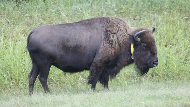 Smart collars help Alberta park staff learn where, why buffalo roam