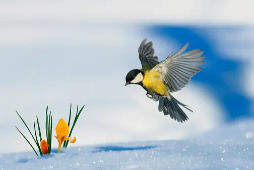 GETTY spring snow bird
