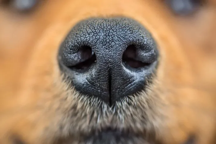 Many dogs trained to sniff out coronavirus have 100% success rate