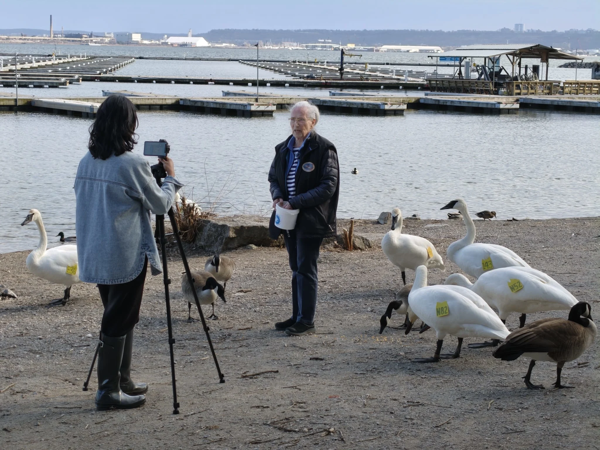 Beverly Kingdon Swans