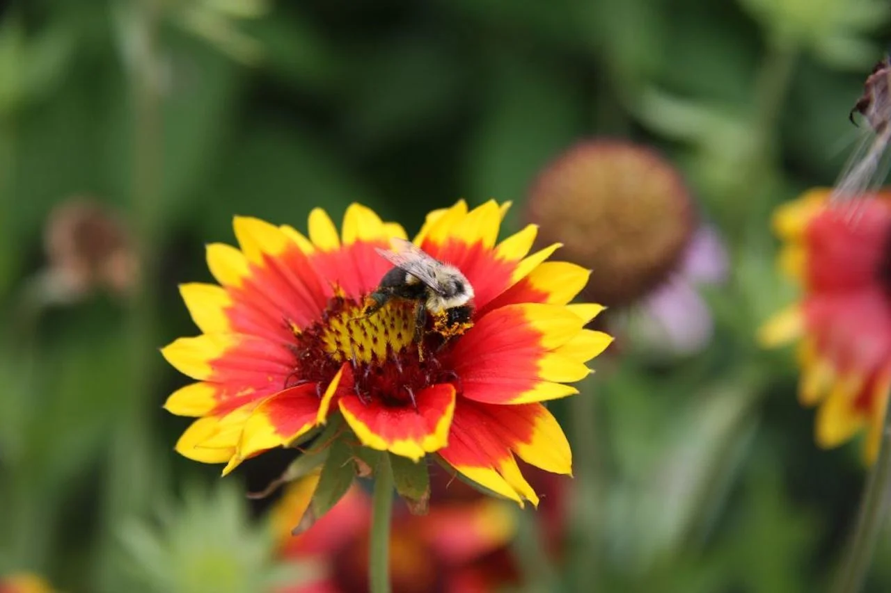 Bumblebee/Canadian Wildlife Federation