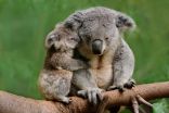 Koalas could become functionally extinct, says foundation