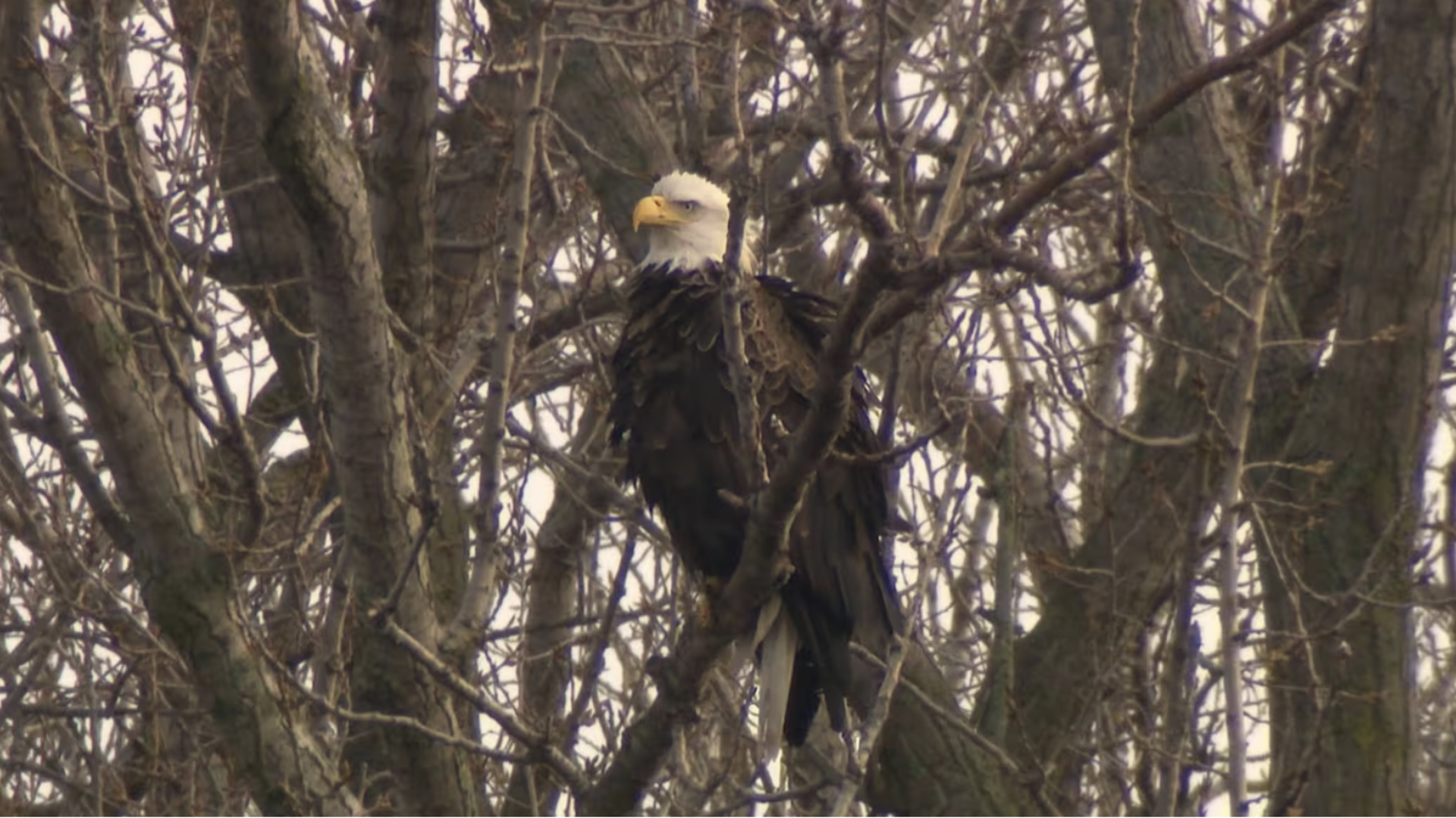 Bald eagle nest found in Toronto for the 1st time ever - The Weather Network