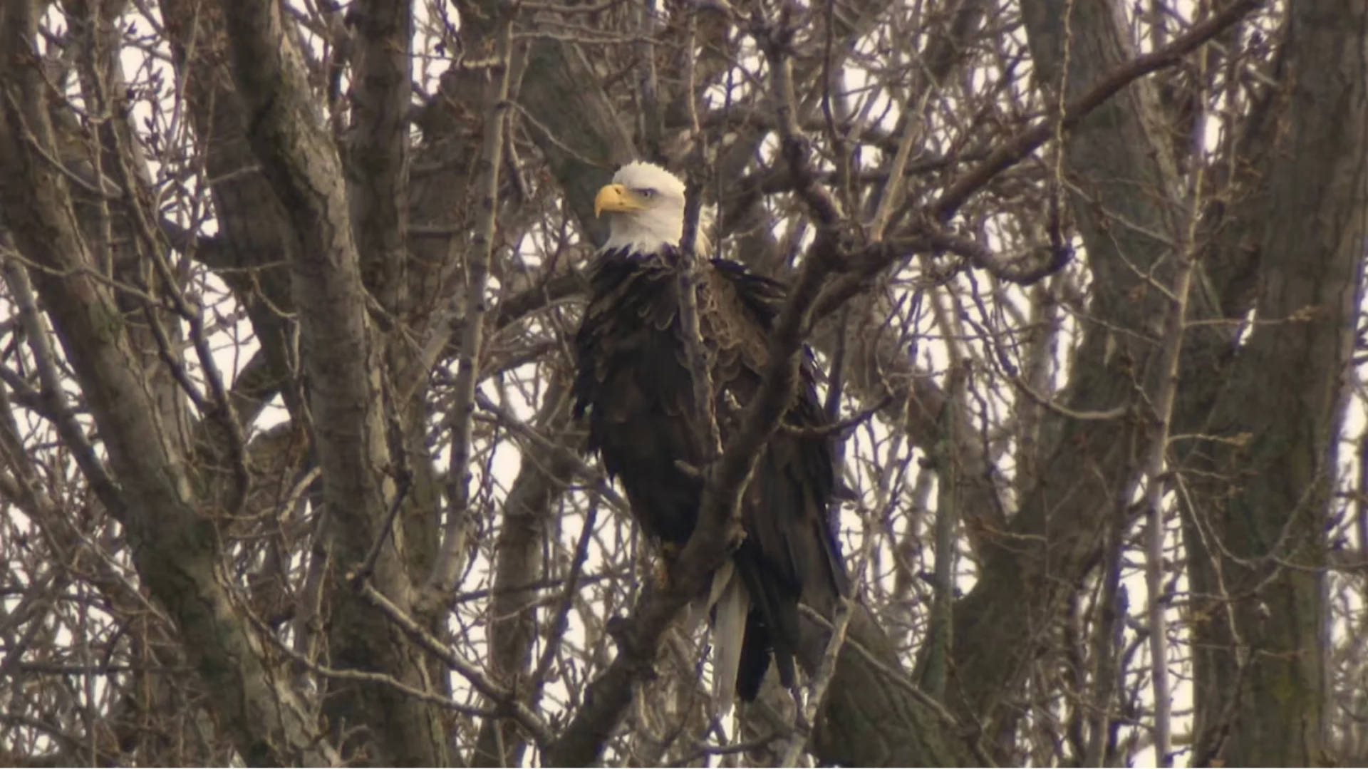 Bald eagle nest found in Toronto for the 1st time ever