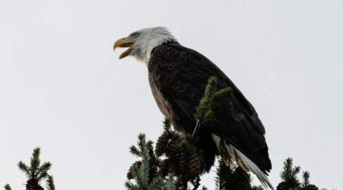 Why bald eagles are nesting in Toronto for the first time