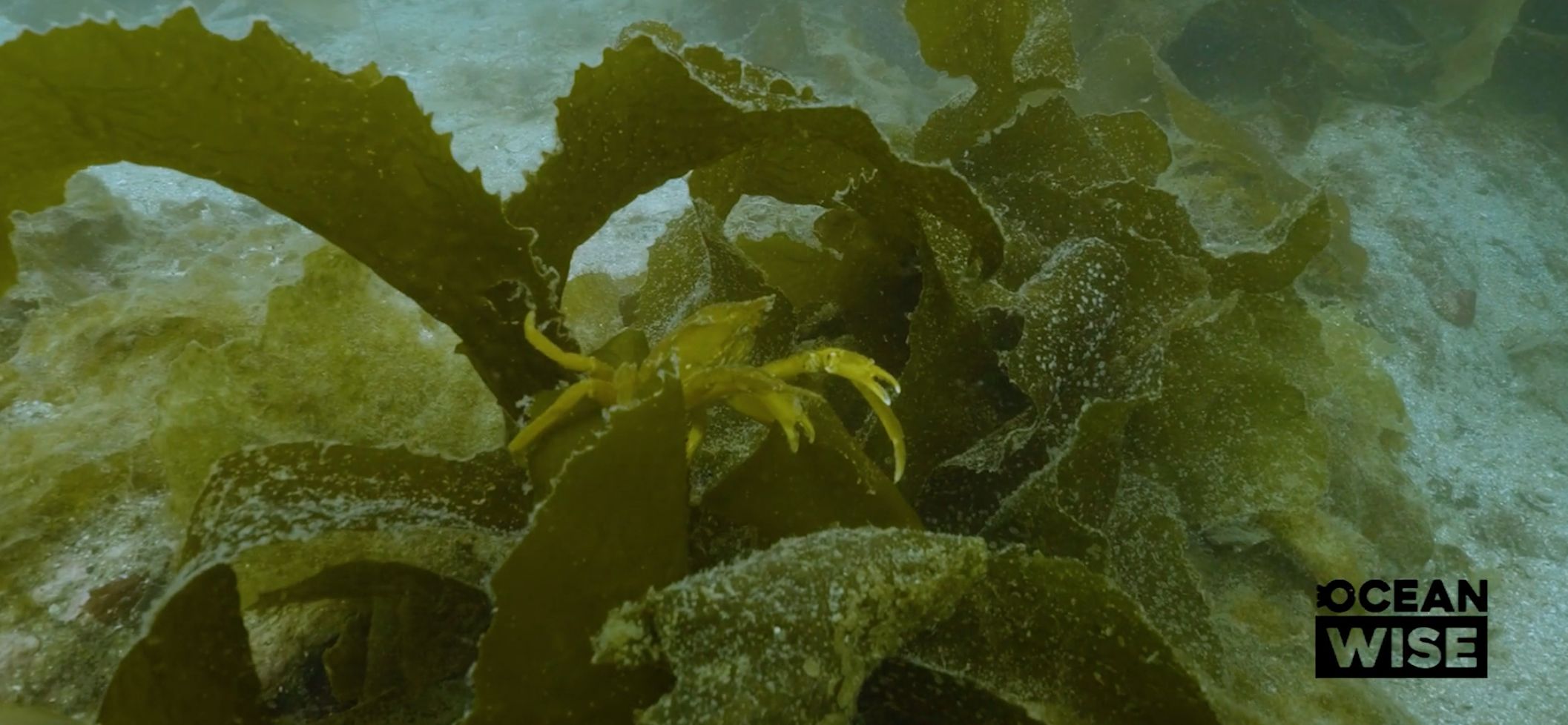 Reviving our oceans: The crucial role of kelp in restoring ocean health
