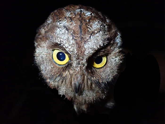 A new owl species was discovered, and it may already be critically endangered