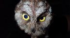 A new owl species was discovered, and it may already be critically endangered