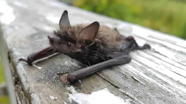 Multiple bats with rabies found in the GTA